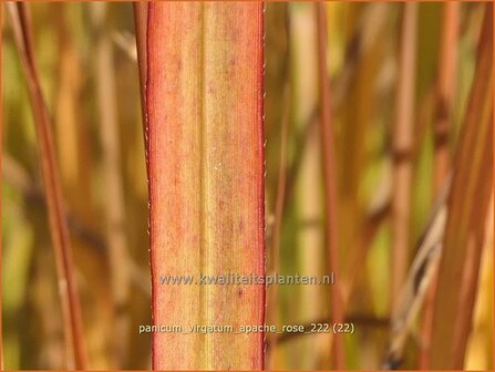 Panicum virgatum &#039;Apache Rose&#039; | Vingergras, Parelgierst | Rutenhirse | Wand Panic Grass