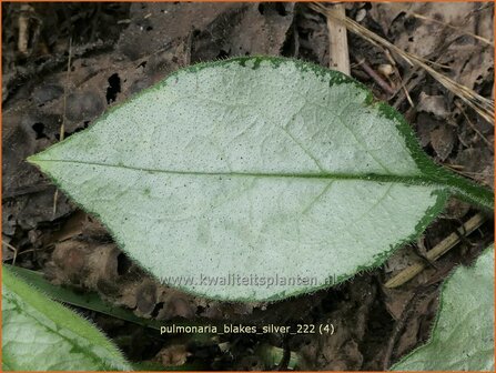 Pulmonaria &#039;Blake&#039;s Silver&#039; | Longkruid | Lungenkraut | Lungwort