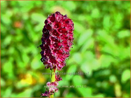 Sanguisorba &#039;Miss Elly&#039; | Pimpernel, Sorbenkruid | Wiesenknopf | Burnet