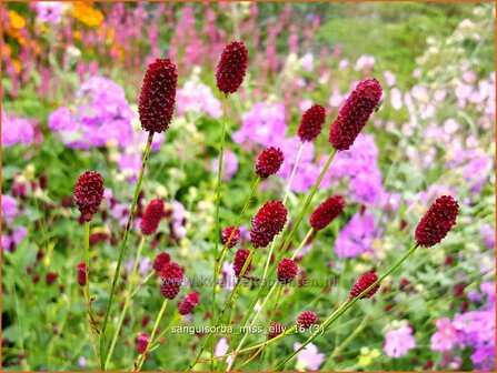 Sanguisorba &amp;#x0027;Miss Elly&amp;#x0027; | Pimpernel, Sorbenkruid | Wiesenknopf | Burnet