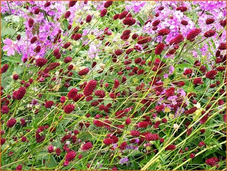 Sanguisorba &amp;#x0027;Miss Elly&amp;#x0027; | Pimpernel, Sorbenkruid | Wiesenknopf | Burnet