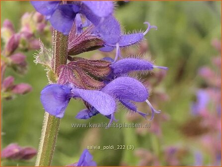 Salvia &#039;Poldi&#039; | Salie, Salvia | Salbei | Sage