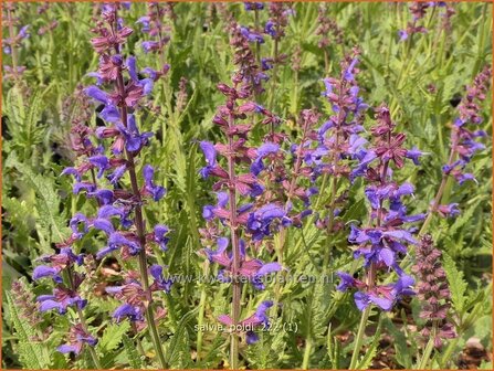 Salvia &#039;Poldi&#039; | Salie, Salvia | Salbei | Sage