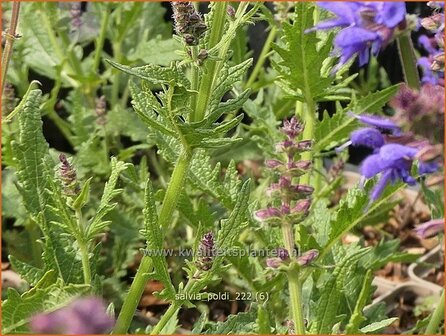 Salvia &#039;Poldi&#039; | Salie, Salvia | Salbei | Sage