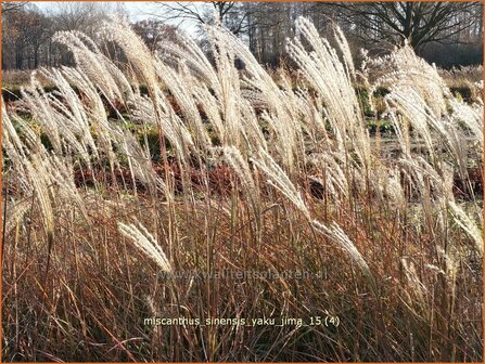 Miscanthus sinensis &#039;Yaku Jima&#039; | Chinees prachtriet, Chinees riet, Japans sierriet, Sierriet | Chinaschilf | Eul