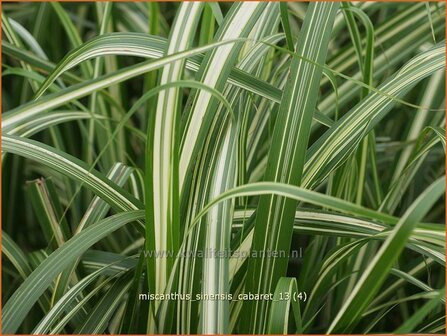 Miscanthus sinensis &amp;#39;Cabaret&amp;#39; (pot 11 cm)