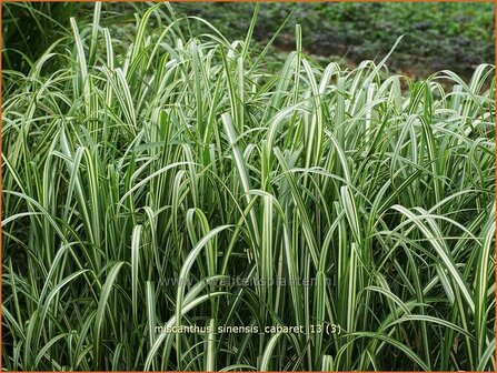 Miscanthus sinensis &amp;#39;Cabaret&amp;#39; (pot 11 cm)