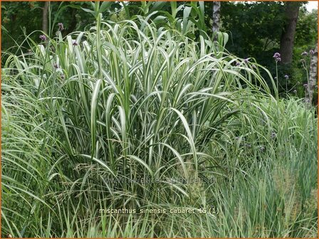 Miscanthus sinensis &amp;#39;Cabaret&amp;#39; (pot 11 cm)