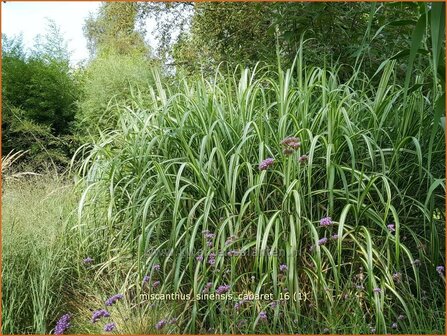 Miscanthus sinensis &amp;#39;Cabaret&amp;#39; (pot 11 cm)