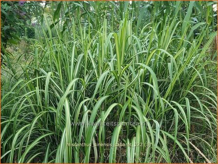 Miscanthus sinensis &amp;#39;Cabaret&amp;#39; (pot 11 cm)