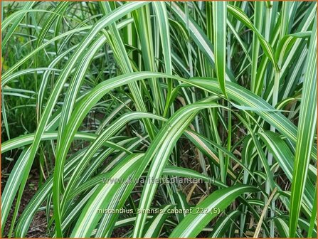 Miscanthus sinensis &amp;#39;Cabaret&amp;#39; (pot 11 cm)