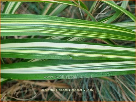 Miscanthus sinensis &amp;#39;Cabaret&amp;#39; (pot 11 cm)