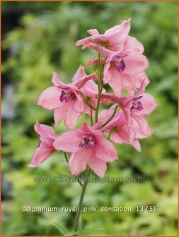 Delphinium ruysii &#039;Pink Sensation&#039; | Ridderspoor | Ruys-Rittersporn | Larkspur