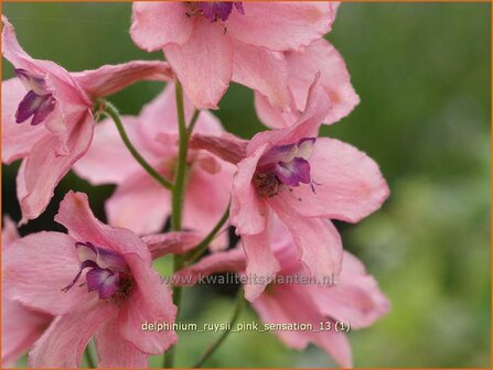 Delphinium ruysii &#039;Pink Sensation&#039; | Ridderspoor | Ruys-Rittersporn | LarkspurDelphinium ruysii &#039;Pink Sens