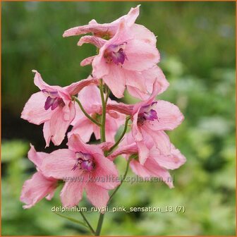 Delphinium ruysii &#039;Pink Sensation&#039; | Ridderspoor | Ruys-Rittersporn | Larkspur