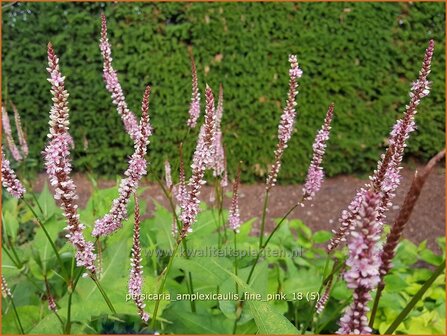 Persicaria amplexicaulis &amp;#39;Fine Pink&amp;#39;