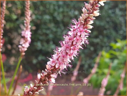 Persicaria amplexicaulis &amp;#39;Fine Pink&amp;#39;