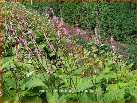 Persicaria amplexicaulis &amp;#39;Fine Pink&amp;#39;