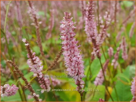 Persicaria amplexicaulis &amp;#39;Fine Pink&amp;#39;