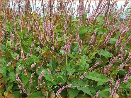 Persicaria amplexicaulis &amp;#39;Fine Pink&amp;#39;