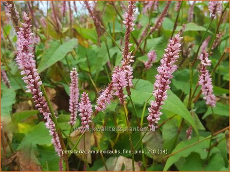 Persicaria amplexicaulis &amp;#39;Fine Pink&amp;#39;