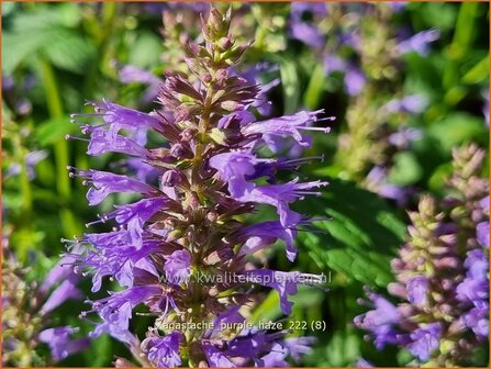 Agastache &#039;Purple Haze&#039; | Dropplant, Anijsnetel | Duftnessel | Giant Hyssop