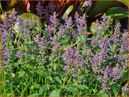 Agastache &#039;Purple Haze&#039; | Dropplant, Anijsnetel | Duftnessel | Giant Hyssop