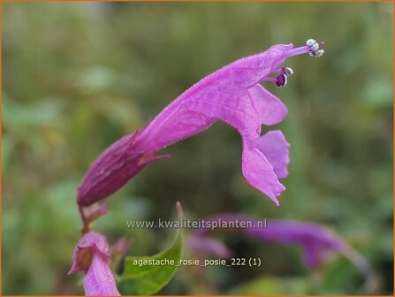 Agastache &#039;Rosie Posie&#039; | Dropplant, Anijsnetel | Duftnessel | Giant Hyssop