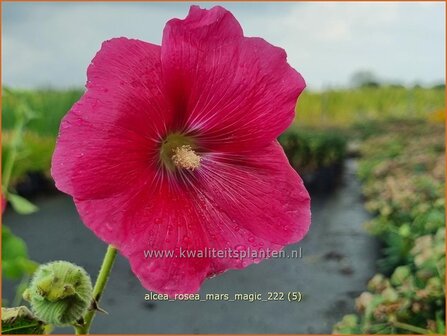 Alcea rosea &#039;Mars Magic&#039; | Stokroos | Orientalische Stockrose | Common Hollyhock