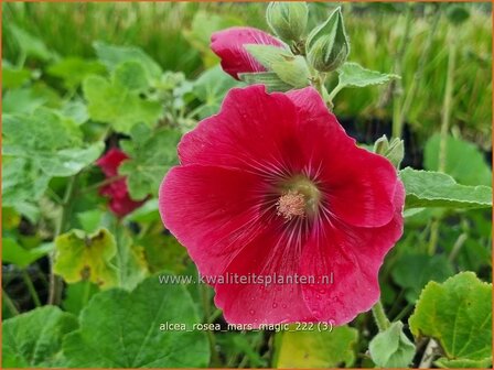 Alcea rosea &#039;Mars Magic&#039; | Stokroos | Orientalische Stockrose | Common Hollyhock