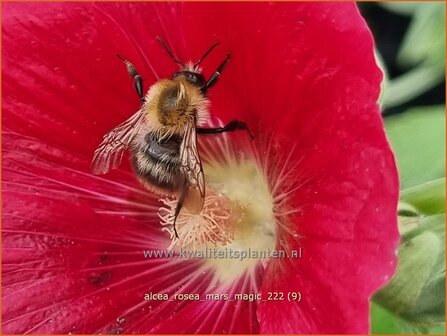 Alcea rosea &#039;Mars Magic&#039; | Stokroos | Orientalische Stockrose | Common Hollyhock