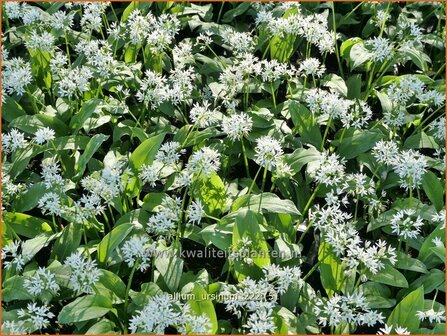 Allium ursinum | Daslook, Berenlook, Look | B&auml;renlauch | Wild Garlic