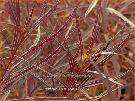 Amsonia &#039;Ernst Pagels&#039; | Blauwe ster, Stermaagdenpalm | Blausternchen | Blue Star