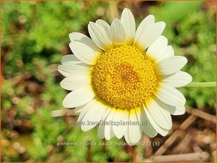 Anthemis hybrida &#039;Sauce Hollandaise&#039; | Gele kamille, Verfkamille, Kamille | F&auml;rberkamille | Chamomile