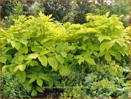 Aralia cordata &#039;Sun King&#039; | Vasteplant duivelswandelstok, Duivelswandelstok | Aralie | Japanese Spikenard