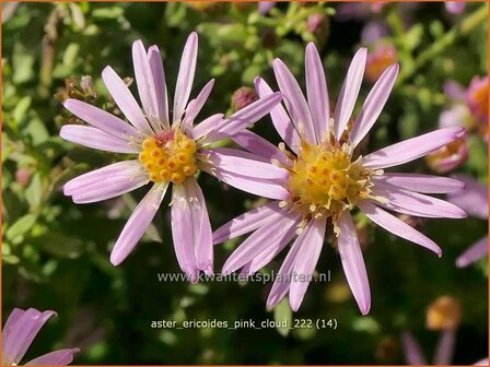 Aster ericoides &#039;Pink Cloud&#039; | Heideaster, Sluieraster, Aster | Heide-Aster | Heath Aster