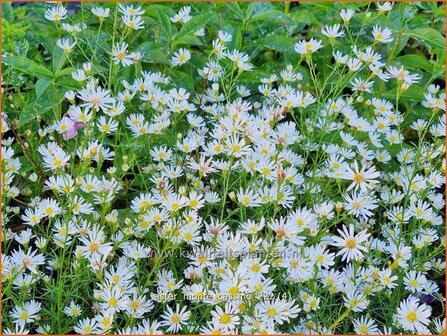 Aster &#039;Monte Cassino&#039; | Septemberkruid, Aster | Aster | Aster