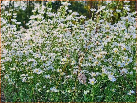 Aster &#039;Monte Cassino&#039; | Septemberkruid, Aster | Aster | Aster