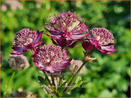 Astrantia major &#039;Rosensinfonie&#039; | Zeeuws knoopje, Groot sterrenscherm | Gro&szlig;e Sterndolde | Greater Masterwort