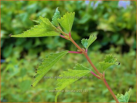 Boehmeria spicata | Valse netel | Scheinbrennessel | False Nettle