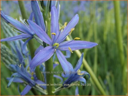 Camassia leichtlinii &#039;Blue Candle&#039; | Prairielelie, Indianenlelie | Leichtlins Pr&auml;rielilie | Indian Lily