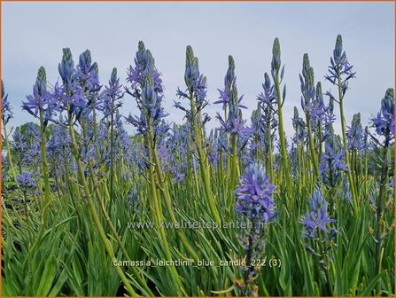 Camassia leichtlinii &#039;Blue Candle&#039; | Prairielelie, Indianenlelie | Leichtlins Pr&auml;rielilie | Indian Lily