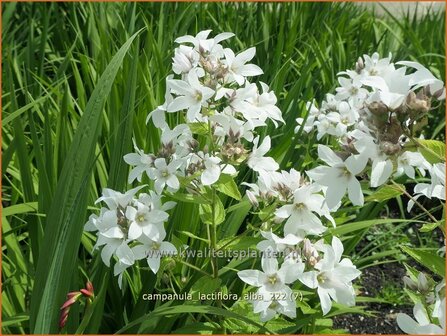 Campanula lactiflora &#039;Alba&#039; | Klokjesbloem | Dolden-Glockenblume | Milky Bellflower