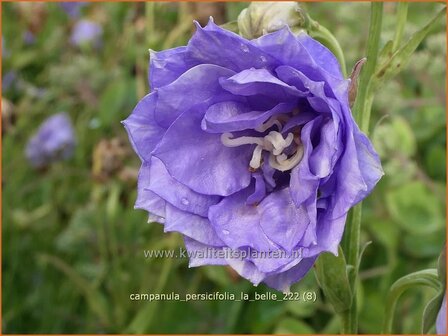 Campanula persicifolia &#039;La Belle&#039; | Perzikbladklokje, Prachtklokje, Klokjesbloem | Pfirsichbl&auml;ttrige Glockenblume | 