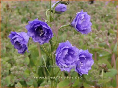 Campanula persicifolia &#039;La Belle&#039; | Perzikbladklokje, Prachtklokje, Klokjesbloem | Pfirsichbl&auml;ttrige Glockenblume | 