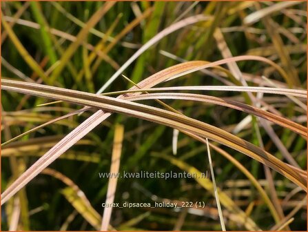 Carex dipsacea &#039;Holiday&#039; | Zegge | Segge | Autumn Sedge