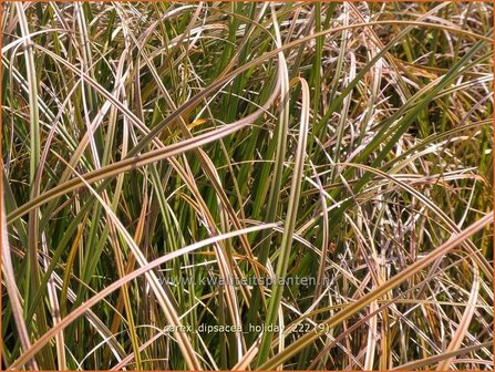 Carex dipsacea &#039;Holiday&#039; | Zegge | Segge | Autumn Sedge