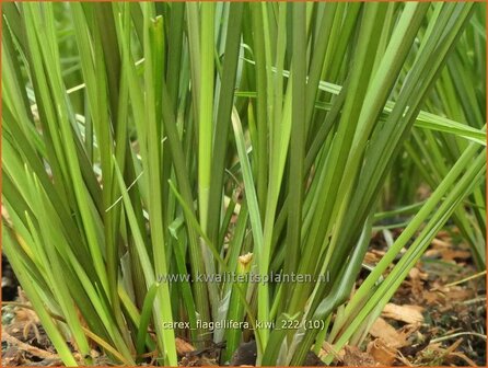 Carex flagellifera &#039;Kiwi&#039; | Zegge | Haarsegge | Glen Murray Tussock Sedge