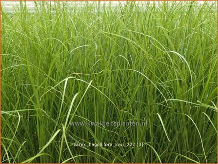 Carex flagellifera &#039;Kiwi&#039; | Zegge | Haarsegge | Glen Murray Tussock Sedge