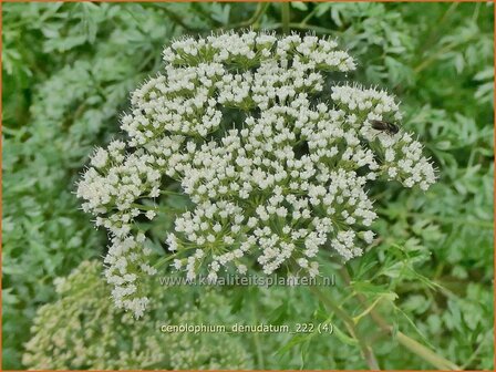 Cenolophium denudatum | Baltische peterselie | Baltische Petersilie | Baltic Parsley